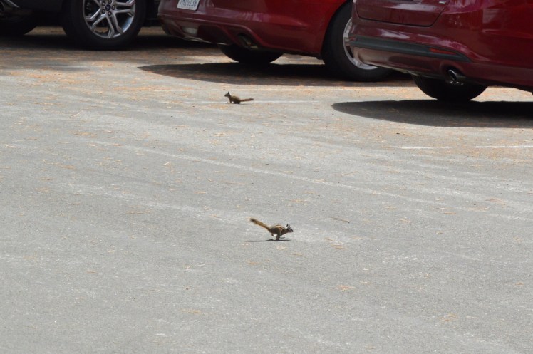 Chipmunks in Sequoia National Park