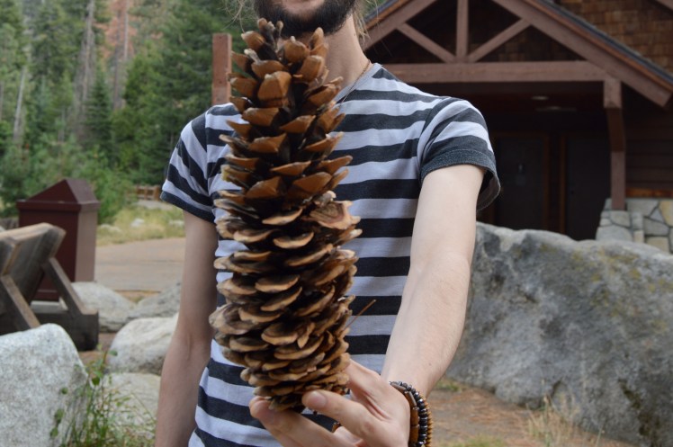 Pine cones in Sequoia