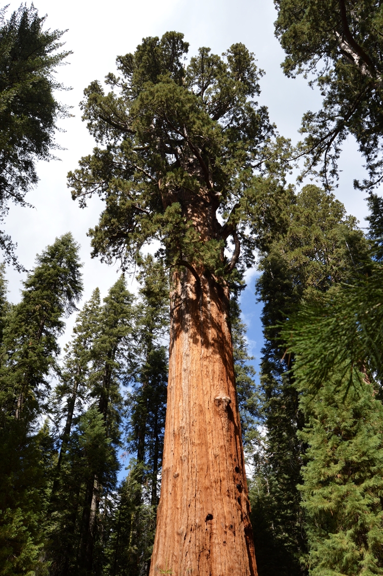 Sherman Tree Trail Sequoia National Park