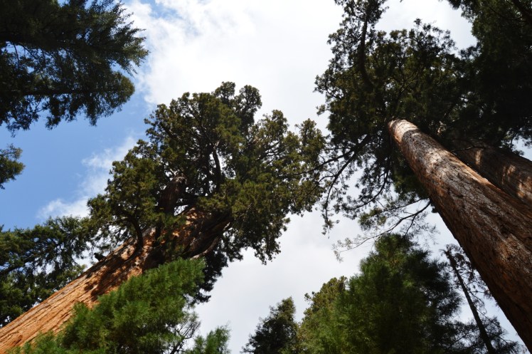 Giant Forest Sequoia National Park
