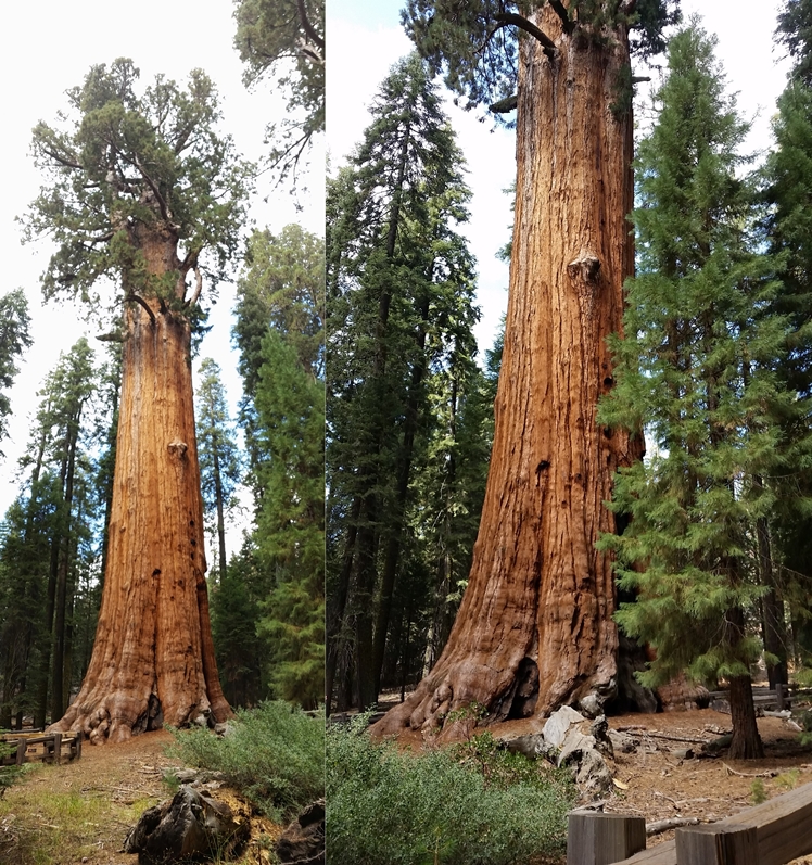 General Sherman Tree