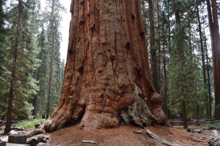 General Sherman Tree