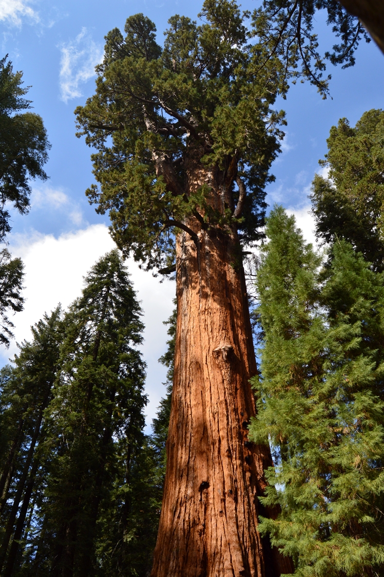Redwoods Sequoia National Park