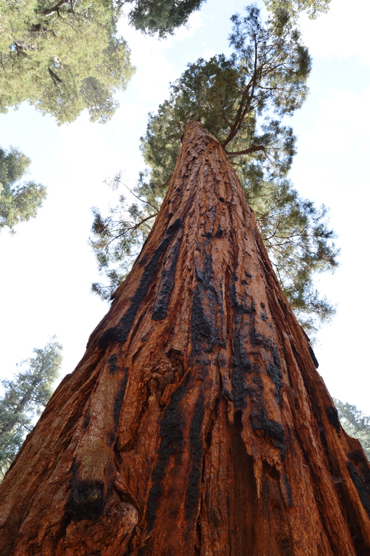 Redwoods Sequoia National Park