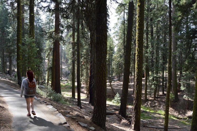 Sequoia National Park
