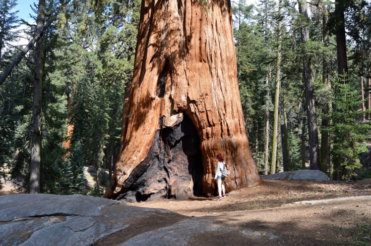Giant Forest Sequoia National Park