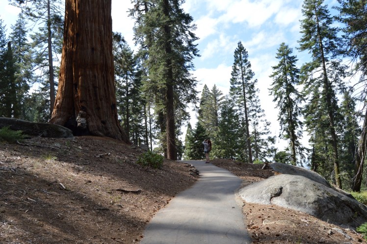 Giant Forest Sequoia National Park
