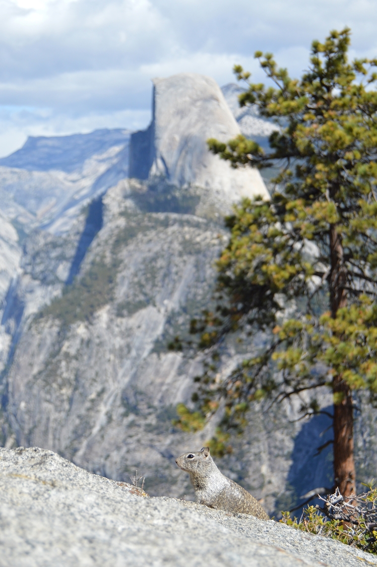 Yosemite National Park Honeymoon Midgins' Blog