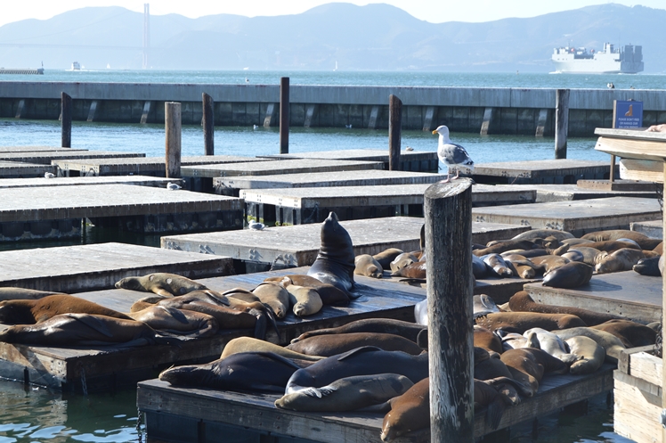 San Francisco - Midgins' Blog