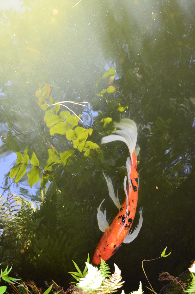 San Francisco Japanese Tea Garden - Midgins' Blog