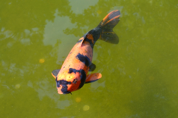 San Francisco Japanese Tea Garden - Midgins' Blog