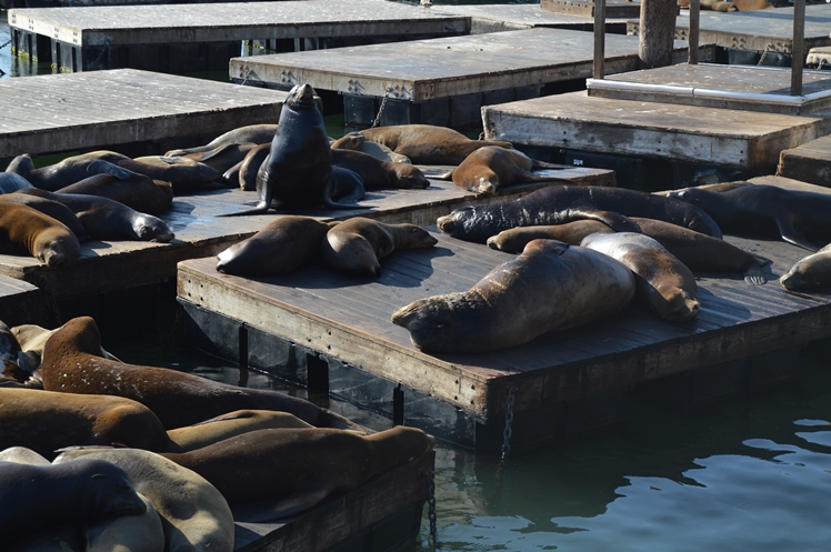 San Francisco - Midgins' Blog