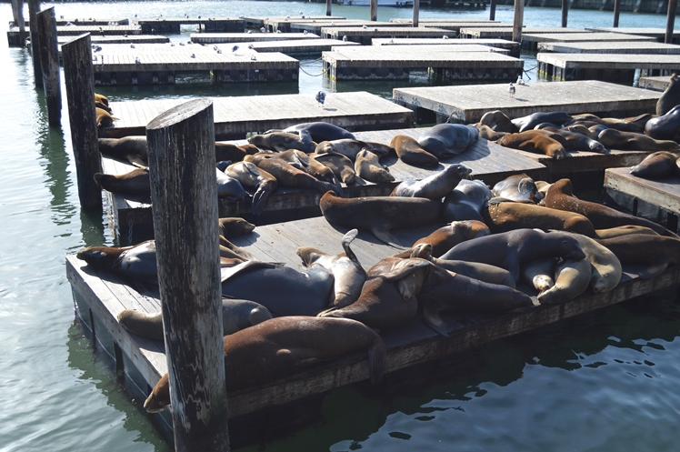 San Francisco - Midgins' Blog