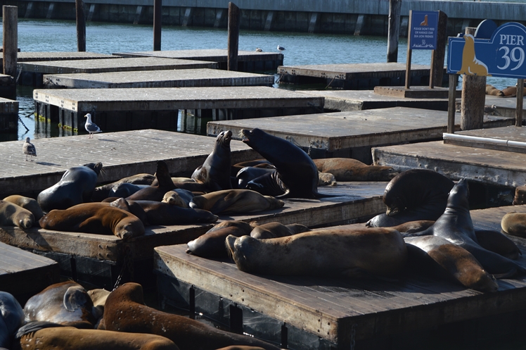 San Francisco - Midgins' Blog