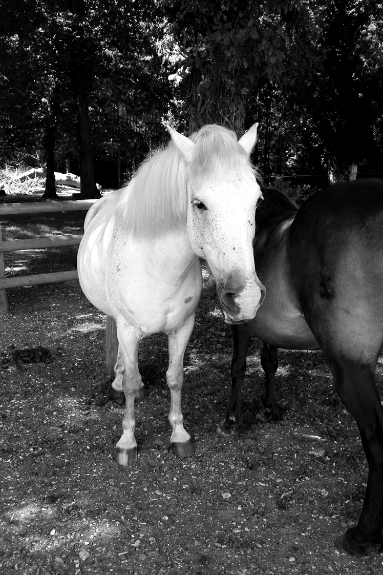 New Forest - Midgins' Blog