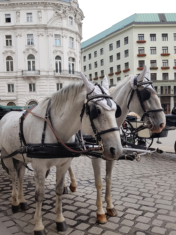 Vienna, Austria - Midgins' Blog