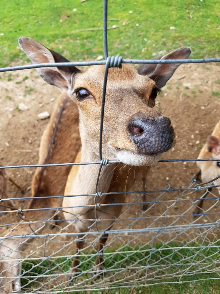 Porfell Wildlife Park